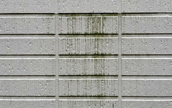 moss 外壁に生えたコケ